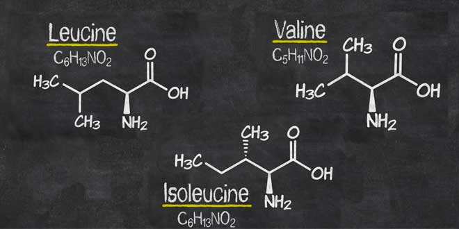 Compléments d'acides aminés