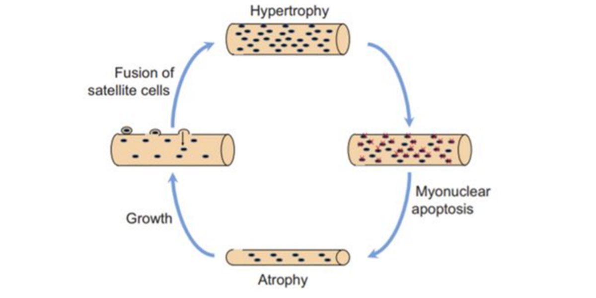 Désentraînement réentraînement