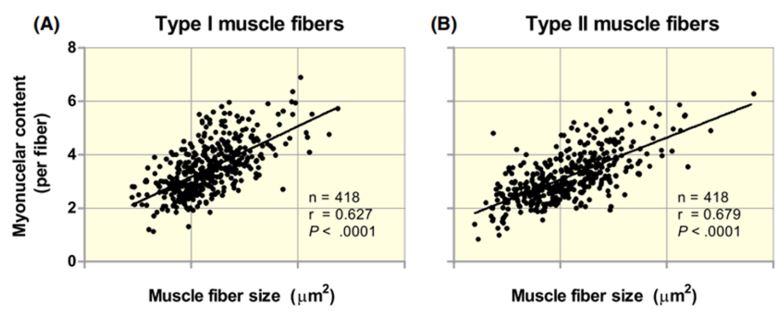 Fibres musculaires