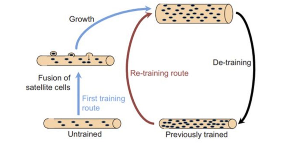Hypothèse myonoyaux