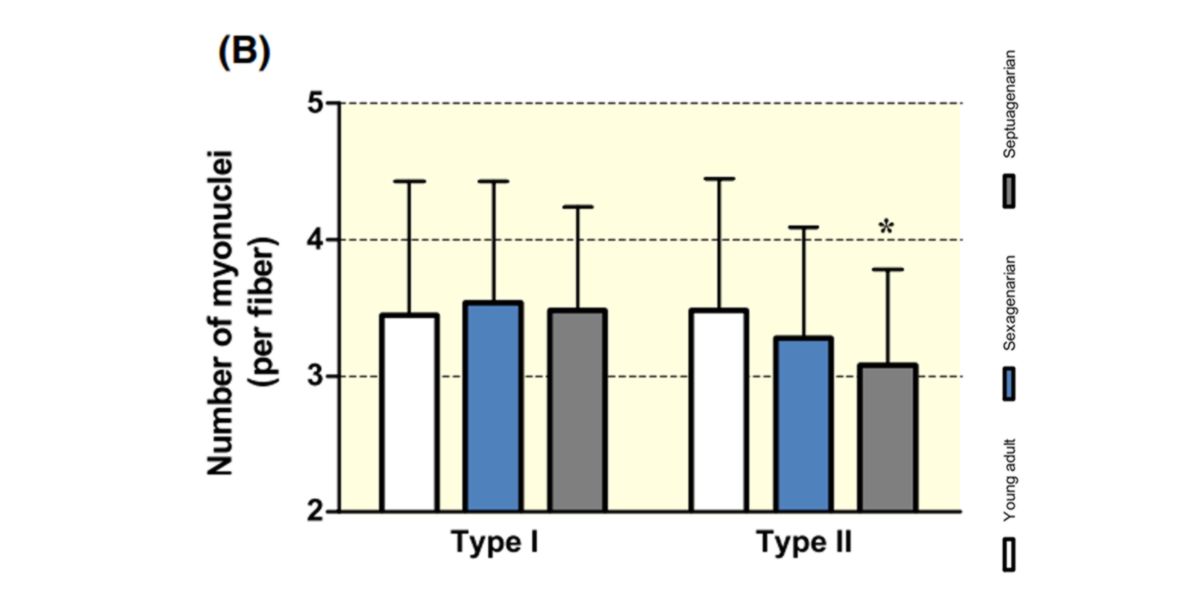 Modifier le nombre de myonoyaux