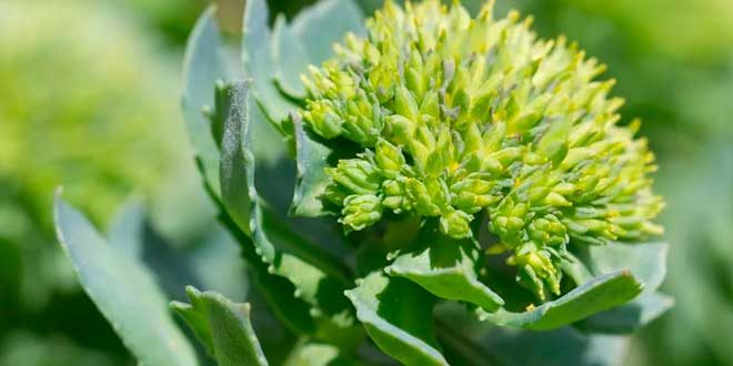 Fraises des bois au kéfir