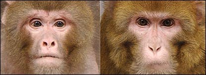 Singe