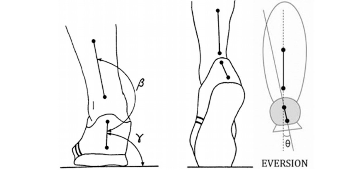 Éversion du pied Éversion du pied