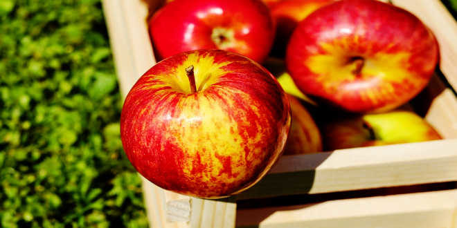 La microbiote est-elle la clé pour vaincre l’obésité ?