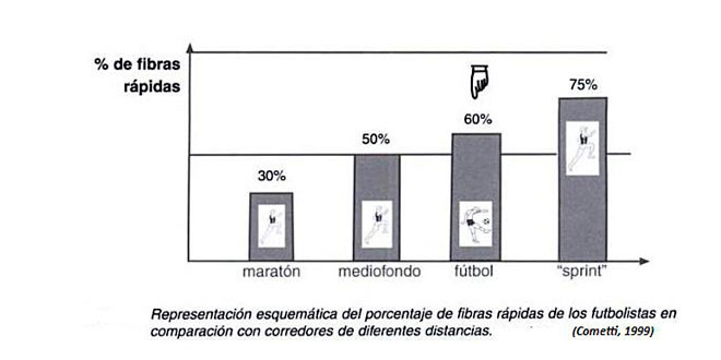 Activation de fibres au football