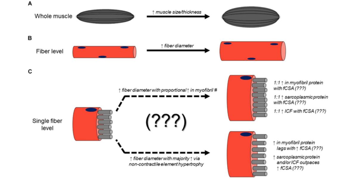 Mécanismes physiologiques pour Gagner de la Masse Musculaire