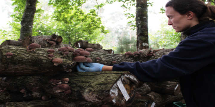 Culture du Shiitake