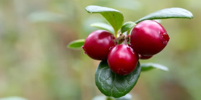 Canneberge : bienfaits d’un remède naturel unique Canneberge : bienfaits d’un remède naturel unique