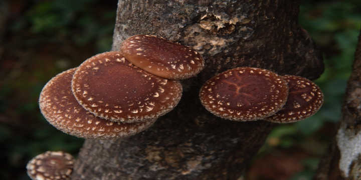 Origine du Shiitake