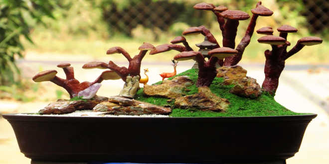 Reishi à la maison Reishi à la maison