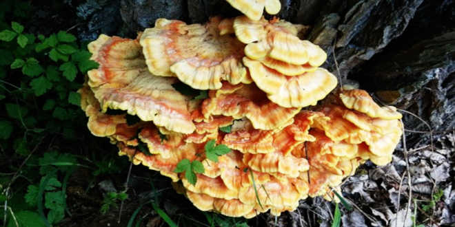 Propriétés du Reishi Propriétés du Reishi