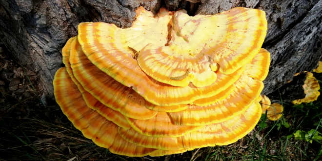 Culture du reishi