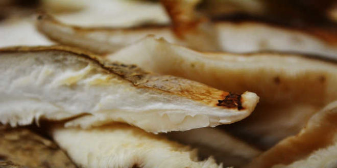 Shiitake: Renforce le système immunitaire