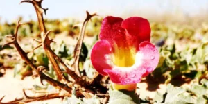 Harpagophytum ou Griffe du Diable : propriétés et effets