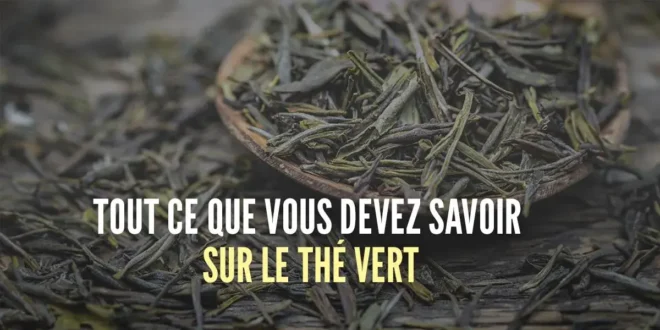 Thé vert : tout ce qu’il faut savoir sur cet antioxydant