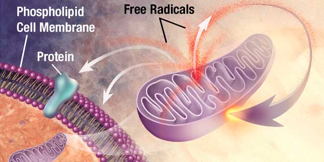 Effet du ROS Effet du ROS