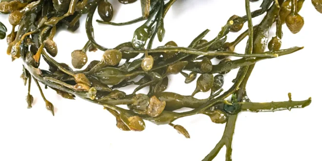 Fucus : Algue aux grandes propriétés, de la peau aux articulations