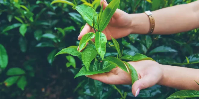 Thé vert : tout ce qu’il faut savoir sur cet antioxydant Thé vert : tout ce qu’il faut savoir sur cet antioxydant