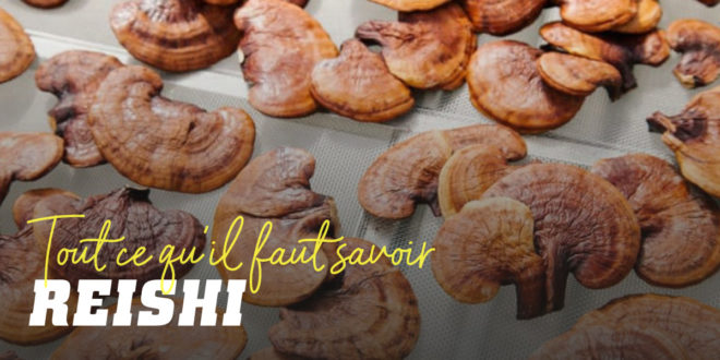 Reishi – L’Elixir de Longue Vie Reishi – L’Elixir de Longue Vie