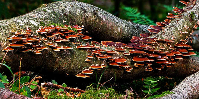 Champignons et Bêta-Glucanes