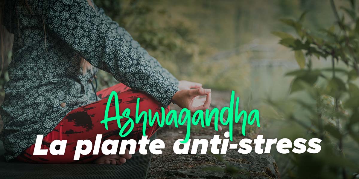 Propriétés de l’ashwagandha et sa relation avec la testostérone