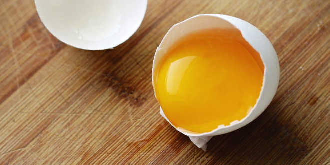 Blanc d'oeuf et vision