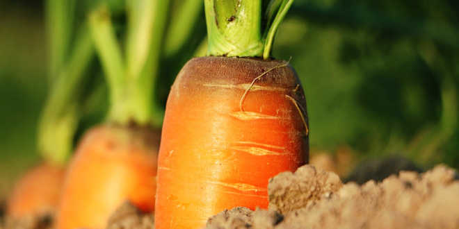 Carottes et vitamine A