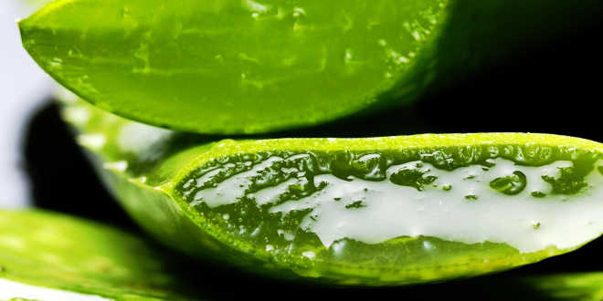Aloe vera comme gel naturel