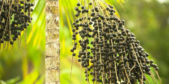 Palmera euterpe