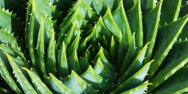 Plante d'Aloe Vera