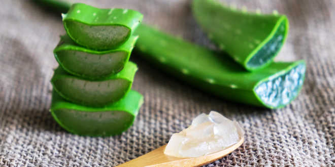 Propriétés et avantages de l'Aloe Vera