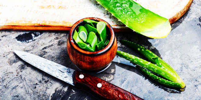 Aloe vera à la maison