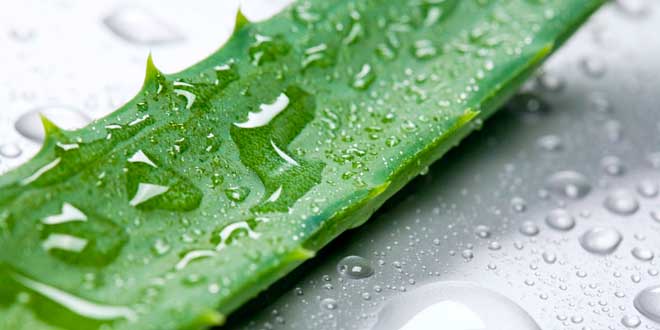 Aloe vera, la plante de la santé et la beauté