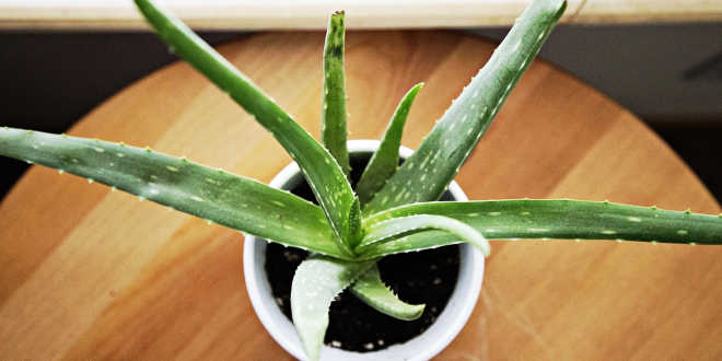 Pot d'aloe-vera