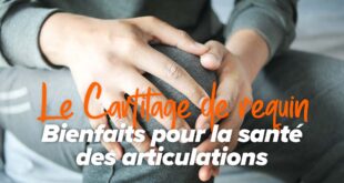 Cartilage de requin : propriétés et bienfaits pour la santé articulaire