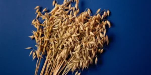 Fonctions et propriétés de l’avoine sativa pour la santé