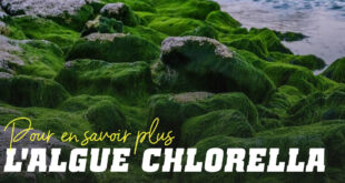 Algue Chlorella : efficace pour détoxifier l’organisme
