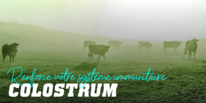Calostrum : qu’est-ce que c’est et bienfaits pour le sportif