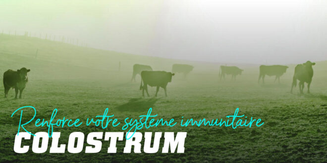 Calostrum : qu’est-ce que c’est et bienfaits pour le sportif