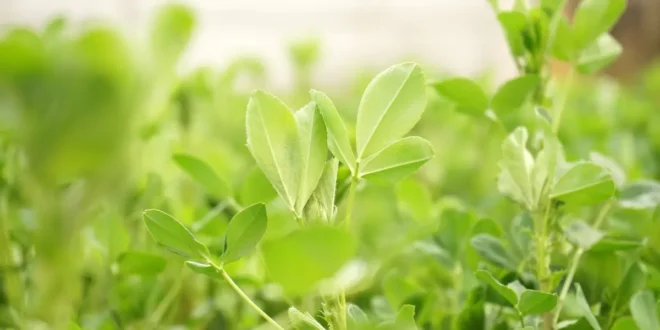 Alfalfa – Découvre le roi des aliments