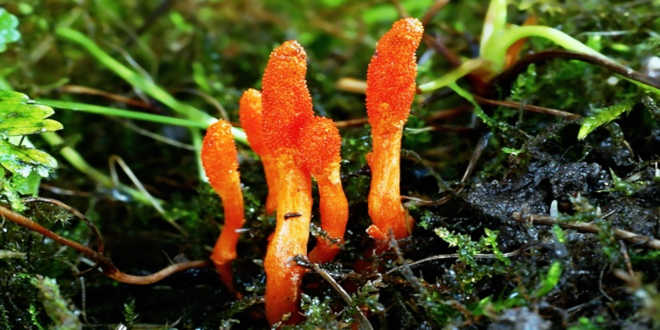 Origine du Cordyceps