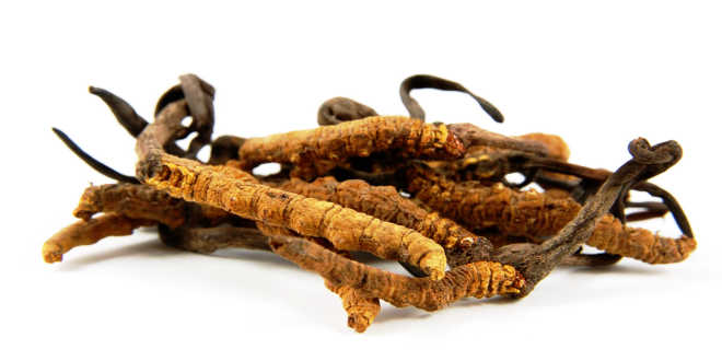 Propriétés Cordyceps