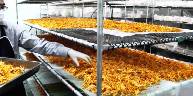 Utilisations du Cordyceps