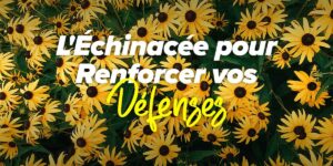 Échinacée pour renforcer tes défenses