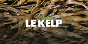 Kelp : un complément pour ton métabolisme