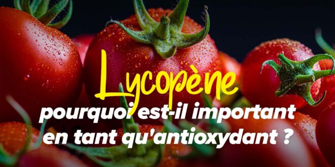 Le lycopène et son importance en tant qu’antioxydant Le lycopène et son importance en tant qu’antioxydant