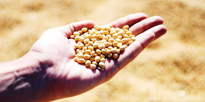 D'où proviennent les isoflavones de soja D'où proviennent les isoflavones de soja