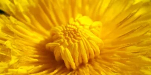 Pissenlit : découvre ses bienfaits pour l’organisme