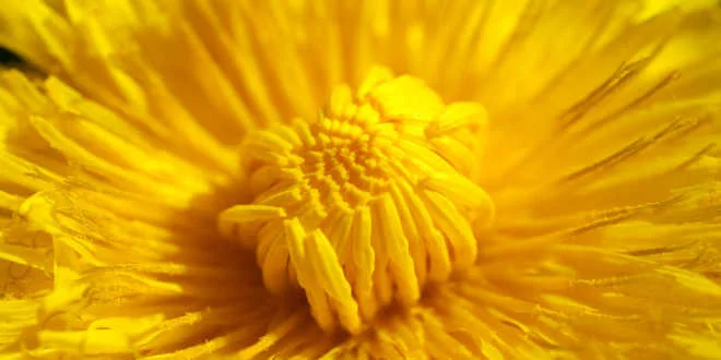 Pissenlit : découvre ses bienfaits pour l’organisme